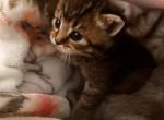 Maries boy - Scottish Straight Kitten For Sale - Warminster, PA, US