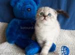 Poncho scottish fold color point with blue eyes - Scottish Fold Kitten For Sale - CA, US