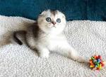 Snoopy scottish fold boy silver ticked chinchilla - Scottish Fold Kitten For Sale - CA, US