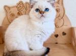 British shorthair boy Volt blue eyed little angel - British Shorthair Kitten For Sale - CA, US