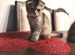 sweetie - Scottish Fold Kitten For Sale - Orlando, FL, US