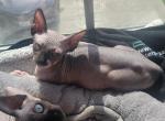 Houston Sphynx Kittens - Sphynx Kitten For Sale - Houston, TX, US