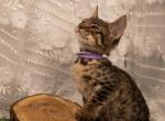 F3 Girl miss purple - Savannah Kitten For Sale - Lakeland, FL, US