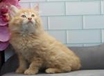 Zodiac of Romanov Cats - Siberian Kitten For Sale - Ashburn, VA, US