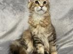 McRosie - Maine Coon Kitten For Sale - Bryn Athyn, PA, US