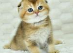 Chelsy - Scottish Fold Kitten For Sale - Los Angeles, CA, US