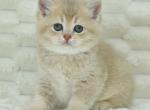 Casandra - British Shorthair Kitten For Sale - NY, US