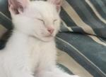 Ragamese Kitten  Zeus - Ragdoll Kitten For Sale - 