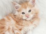 Tommy - Maine Coon Kitten For Sale - Rockford, IL, US