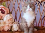 Bublik - British Shorthair Kitten For Sale - 