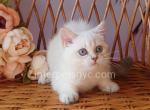 Rosita - British Shorthair Kitten For Sale - Brooklyn, NY, US