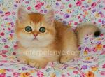 Fistashka - British Shorthair Kitten For Sale - 