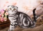 Daenerys - Scottish Fold Kitten For Sale - 