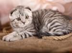 Elvis - Scottish Fold Kitten For Sale - Brooklyn, NY, US