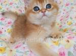 Finik - British Shorthair Kitten For Sale - 