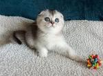 Snoopy - Scottish Fold Kitten For Sale - Brooklyn, NY, US