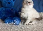 Poncho - Scottish Fold Kitten For Sale - Brooklyn, NY, US