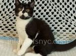 Pingiun - British Shorthair Kitten For Sale - Brooklyn, NY, US