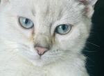 Alaska - Scottish Straight Kitten For Sale - 