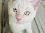 Aspen - Scottish Straight Kitten For Sale - 