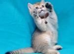 Chaka RESERVED - Scottish Straight Kitten For Sale - 