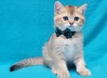 Chuby RESERVED - Scottish Fold Kitten For Sale - 