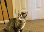 Charlie - Domestic Cat For Adoption - 