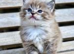 Seal mink mitted lynx - Ragdoll Kitten For Sale - Farmville, VA, US