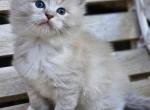 Blue mitted mink lynx - Ragdoll Kitten For Sale - Farmville, VA, US