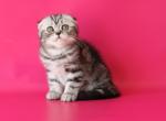 Michelle - Scottish Fold Kitten For Sale - San Francisco, CA, US