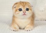 LUBASHA - Scottish Fold Kitten For Sale - San Francisco, CA, US