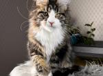 Pablo Picasso - Maine Coon Kitten For Sale - Miami, FL, US