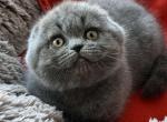 WILLY - Scottish Fold Kitten For Sale - San Francisco, CA, US