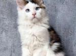 Pamella - Maine Coon Kitten For Sale - Miami, FL, US