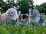Fluffy - Scottish Fold Kitten For Sale - Queens, NY, US