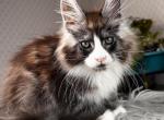 Tiamat - Maine Coon Kitten For Sale - Miami, FL, US