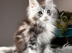 Tor - Maine Coon Kitten For Sale - New York, NY, US