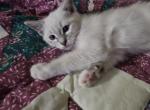 Addie - Ragdoll Kitten For Sale - 