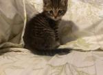 Clancy - Domestic Kitten For Adoption - 