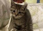 Clover - Domestic Kitten For Adoption - 