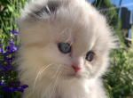 Ibis - Scottish Fold Kitten For Sale - Chicago, IL, US