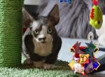 Joker - Devon Rex Kitten For Sale - Spokane, WA, US