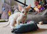 Ukkomon - Devon Rex Kitten For Sale - Spokane, WA, US