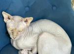 Sphynx female and male - Sphynx Cat For Sale/Service - Hallandale, FL, US