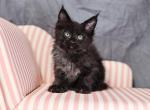 Loki - Maine Coon Kitten For Sale - Omaha, NE, US