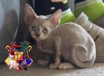 Jinx - Devon Rex Kitten For Sale - Spokane, WA, US