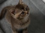 Kitty - Scottish Straight Kitten For Sale - Hemby, NC, US