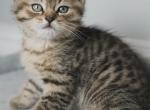 Leo - Scottish Straight Kitten For Sale - Hemby, NC, US