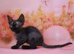 Garold - Devon Rex Kitten For Sale - Norwalk, CT, US