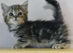 Viking - Munchkin Kitten For Sale - 